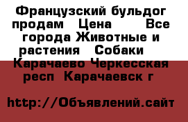 Французский бульдог продам › Цена ­ 1 - Все города Животные и растения » Собаки   . Карачаево-Черкесская респ.,Карачаевск г.